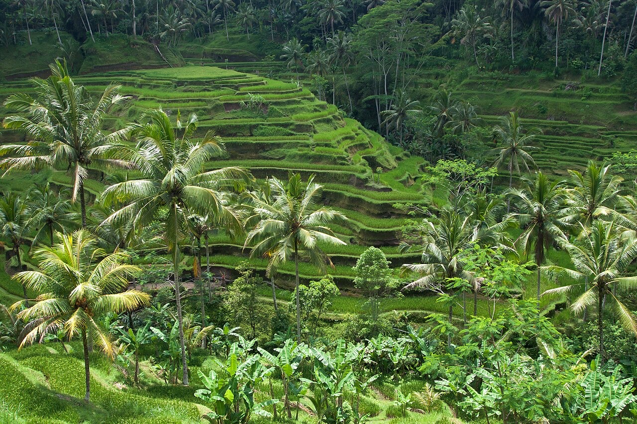 Green rice terraces in Bali