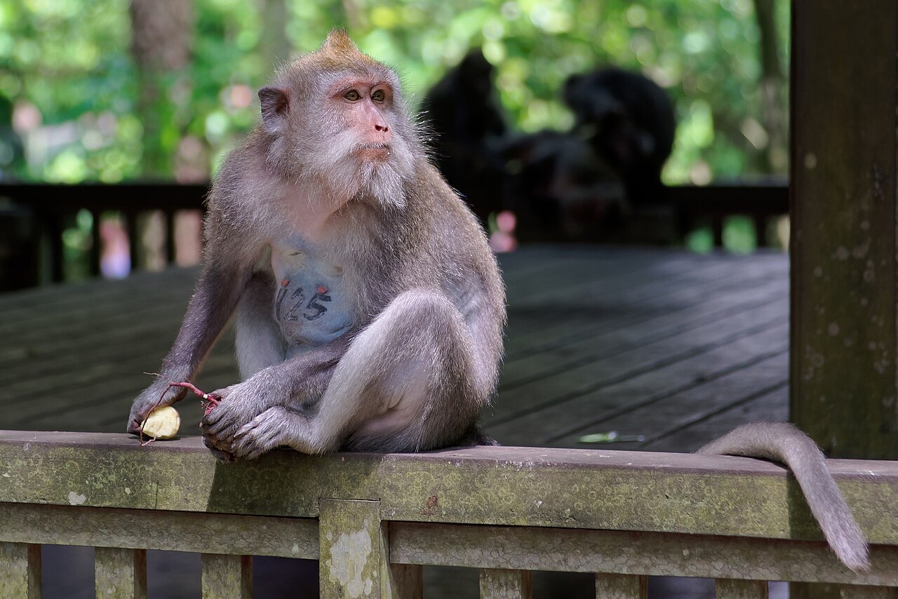 A monkey in the Ubud Monkey Forest