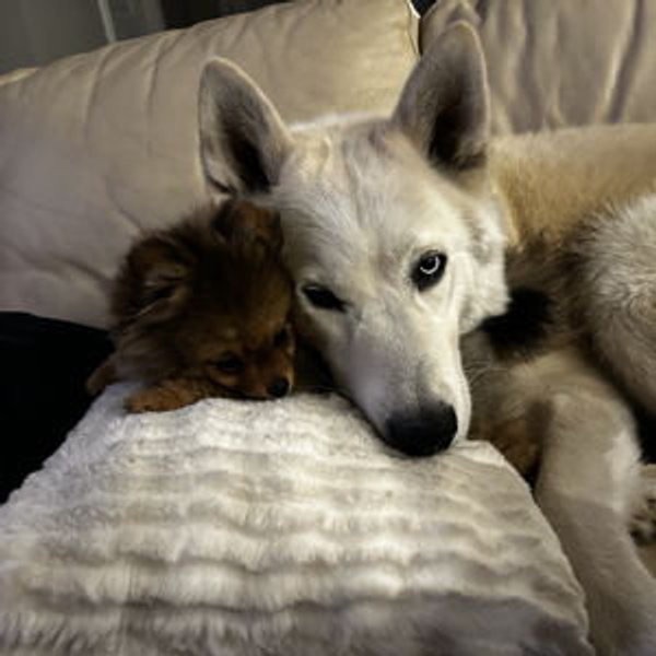 Our two dogs cuddled together on the couch